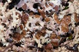 Dactylina ramulosa image