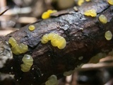 Dacrymyces minor image