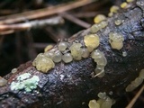 Dacrymyces minor image