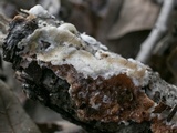 Byssomerulius corium image