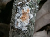 Byssomerulius corium image