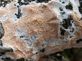 Byssomerulius corium image