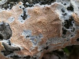 Byssomerulius corium image
