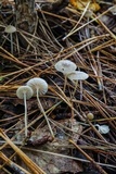 Mycena clavicularis image