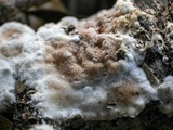Gloeoporus dichrous image