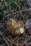 Suillus brevipes image