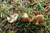 Suillus brevipes image