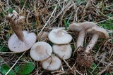 Lepista tarda image