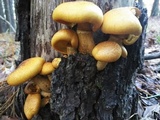 Gymnopilus luteus image