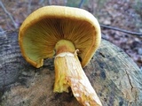 Gymnopilus luteus image