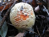 Amanita persicina image