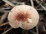 Lepiota cristata image
