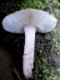 Lepiota cristata image