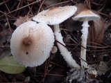 Lepiota clypeolaria image