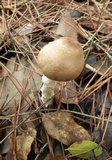 Lepiota clypeolaria image