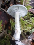 Clitocybe odora image