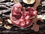 Ganoderma sessile image
