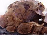 Ganoderma sessile image