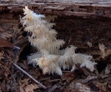 Hericium americanum image