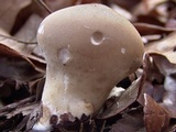 Lycoperdon molle image