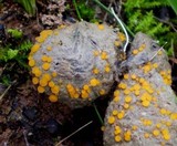 Cheilymenia raripila image