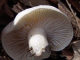 Hygrophorus eburneus image