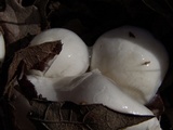 Hygrophorus eburneus image