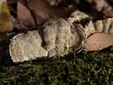 Cerrena unicolor image