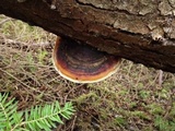 Fomitopsis mounceae image