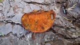 Pycnoporellus fulgens image