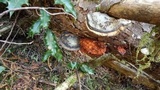Pycnoporellus fulgens image