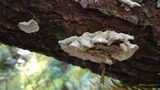 Trametes ochracea image