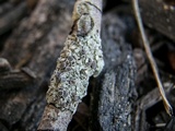 Physcia pumilior image