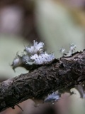 Parmotrema hypotropum image