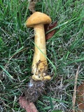 Phaeolepiota aurea image