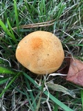 Phaeolepiota aurea image