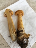 Phaeolepiota aurea image