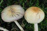 Agaricus comptuloides image