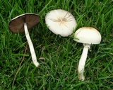 Agaricus comptuloides image