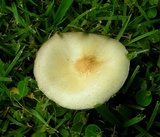 Agaricus comptuloides image