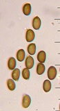 Agaricus comptuloides image