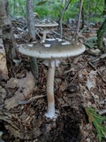 Amanita brunnescens image