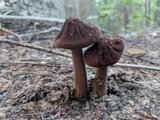Oudemansiella furfuracea image