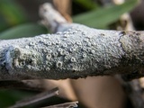 Ochrolechia africana image
