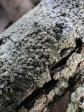 Lecanora hybocarpa image