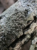 Lecanora hybocarpa image