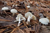 Cuphophyllus virgineus image