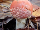 Amanita persicina image