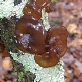 Exidia recisa image