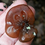 Exidia recisa image